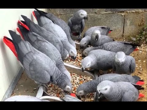 African Grey,Blue & Gold Macaw,Rose Breasted Cockatoos,Yellow Nape Amazon