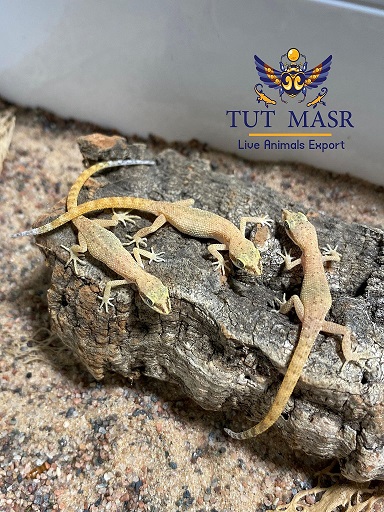 Egyptian Live Geckos  Tropiocolotes steudneri  