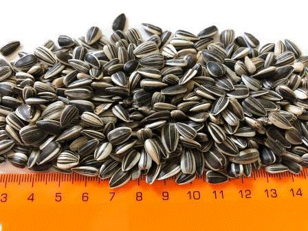 IREGI sunflower seeds