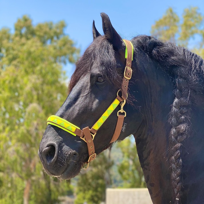 How to choose a right horse halter